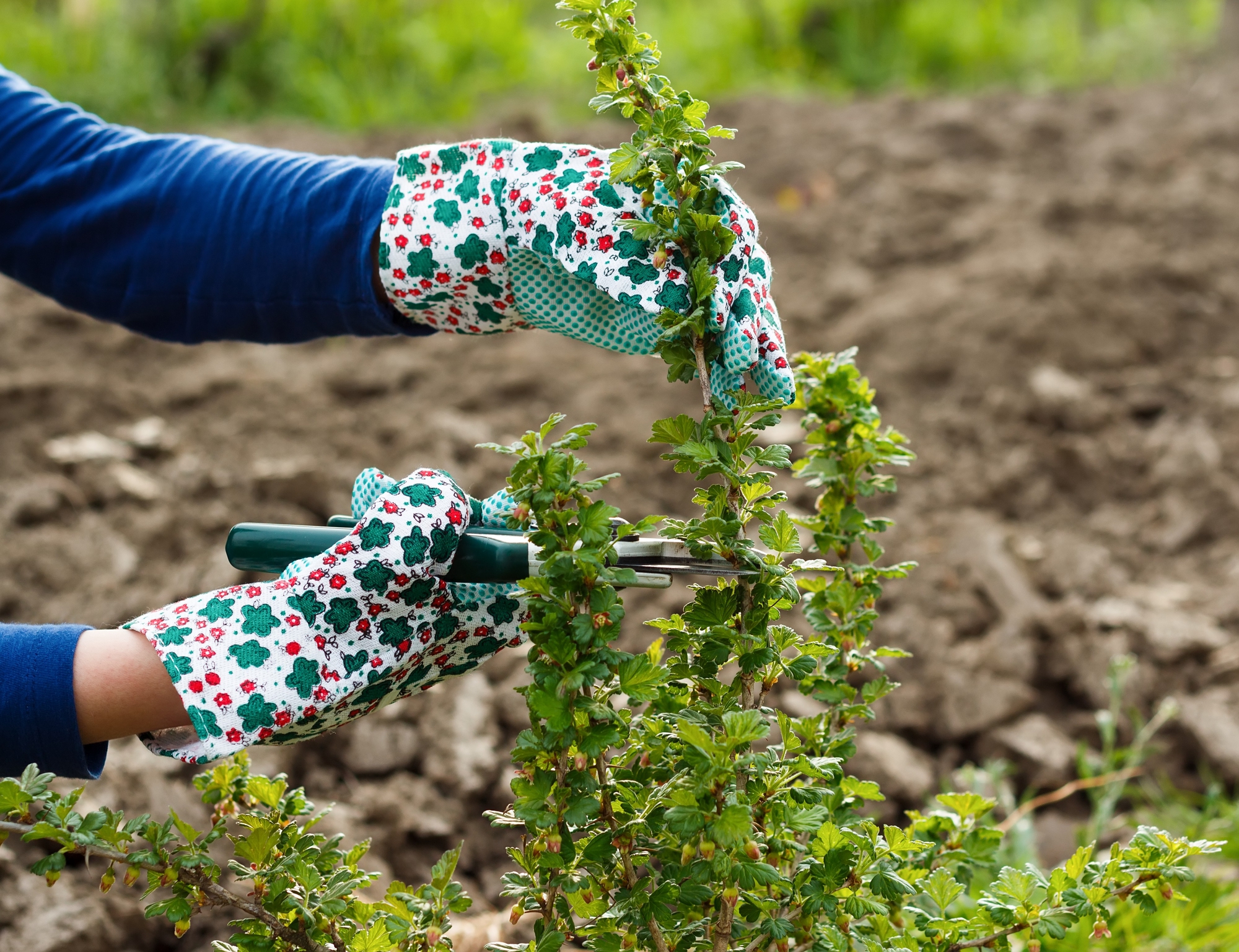 Stachelbeeren schneiden: Anleitung für den fachgerechte Rückschnitt von jungen & alten Pflanzen
