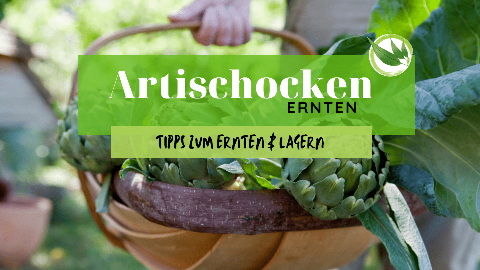 Artischocken ernten – die besten Tipps zum Ernten & Lagern