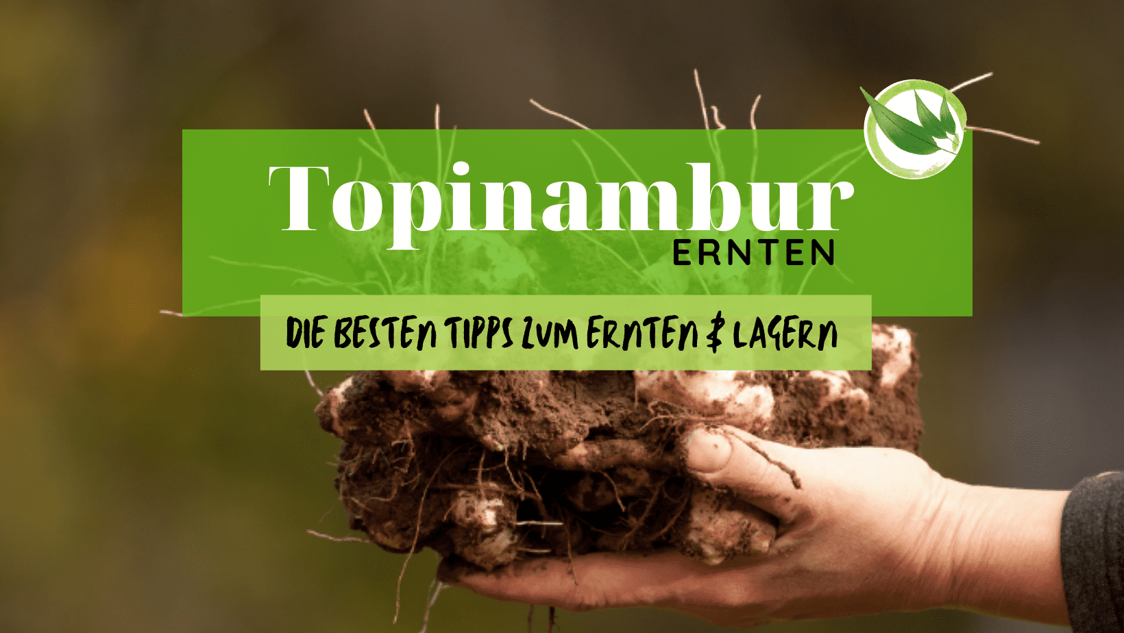 Topinambur ernten – die besten Tipps zum Ernten & Lagern