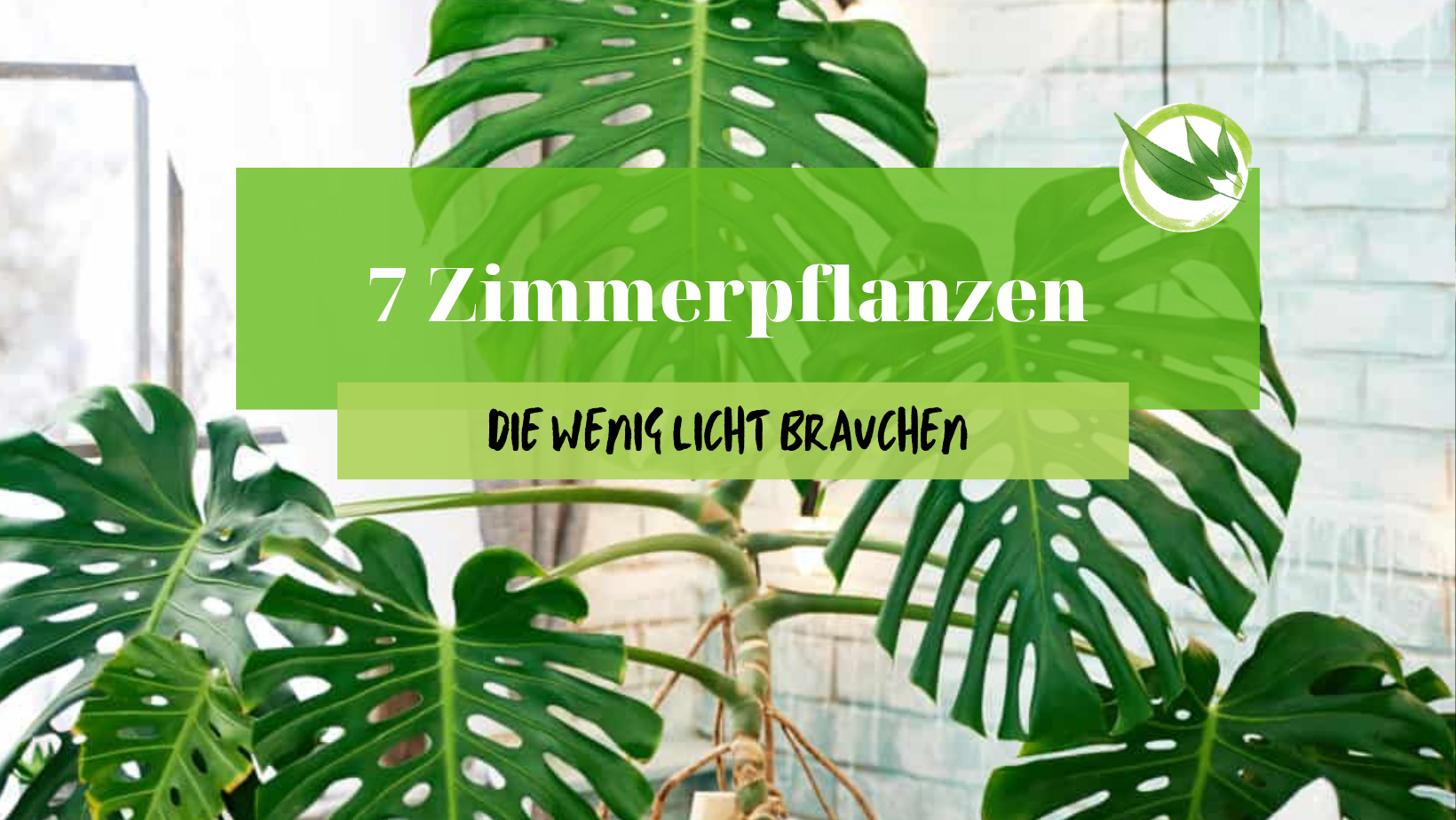 7 Zimmerpflanzen, die wenig Licht brauchen