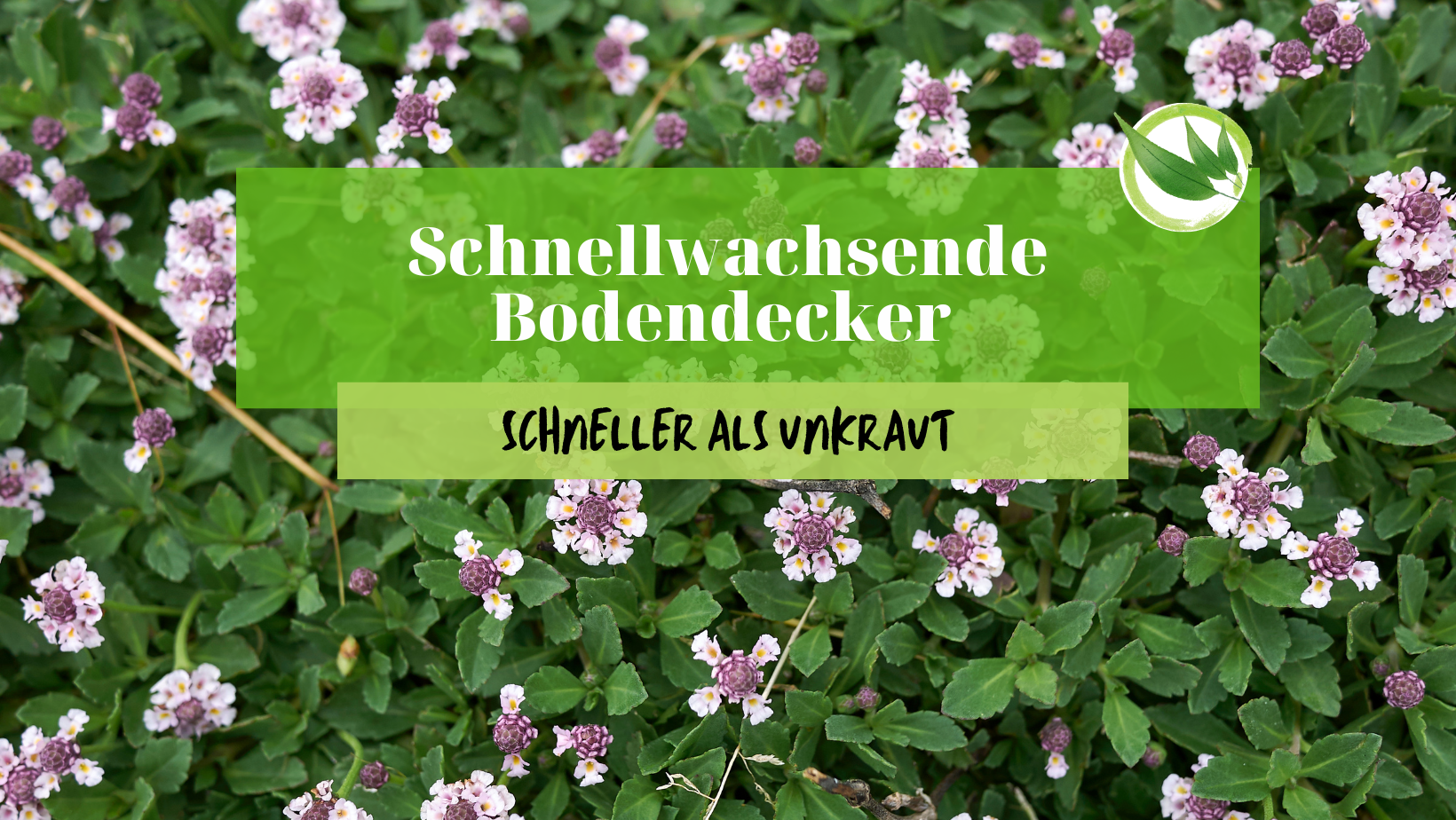 Schnellwachsende Bodendecker – Diese wachsen schneller als Unkraut