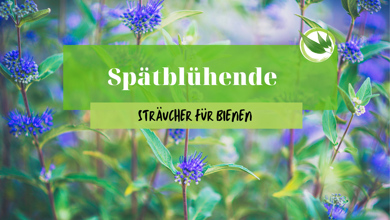 24 spätblühende Sträucher, die Bienen bis in den Herbst versorgen