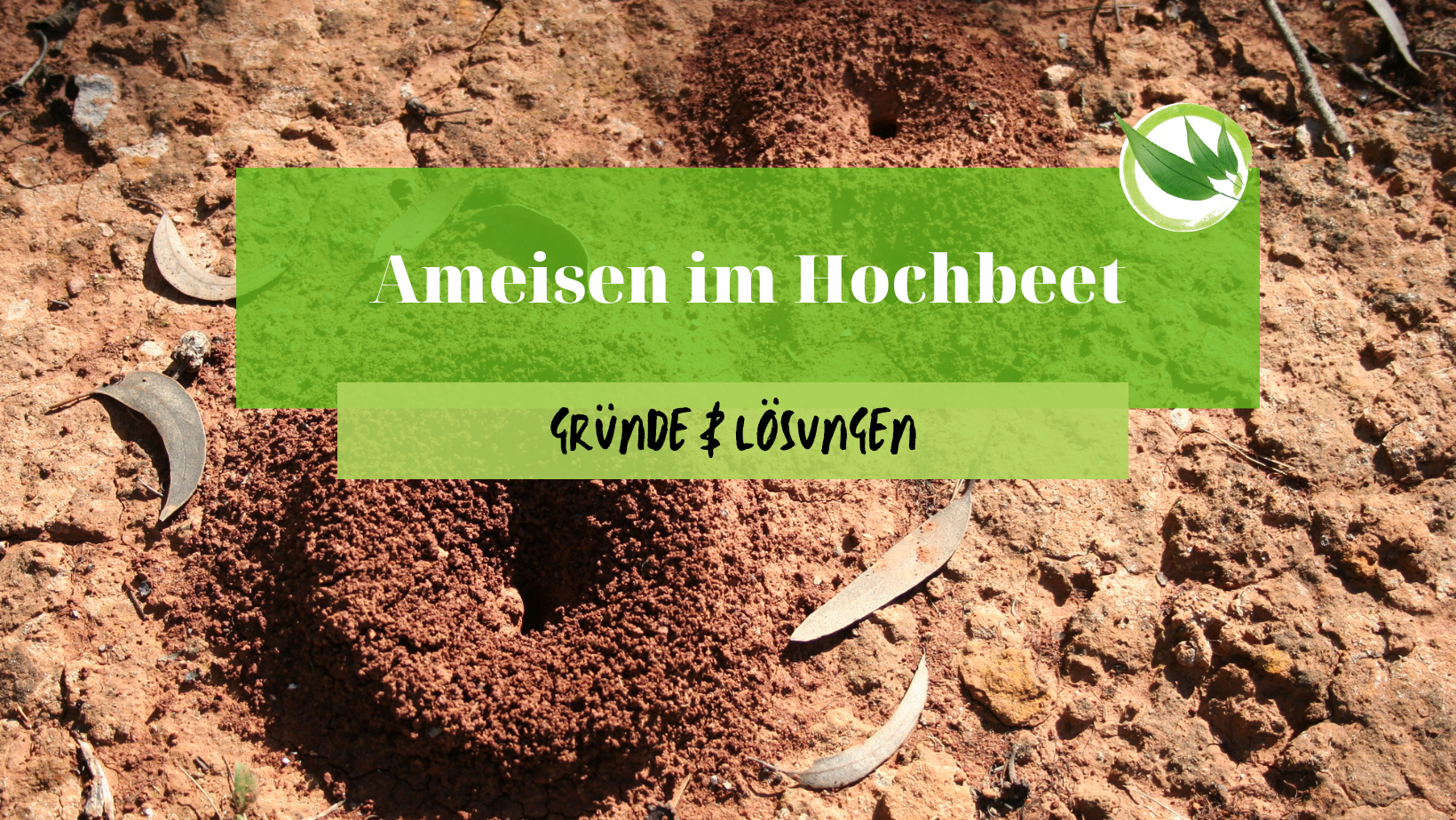 Ameisen im Hochbeet – Gründe & Lösungen