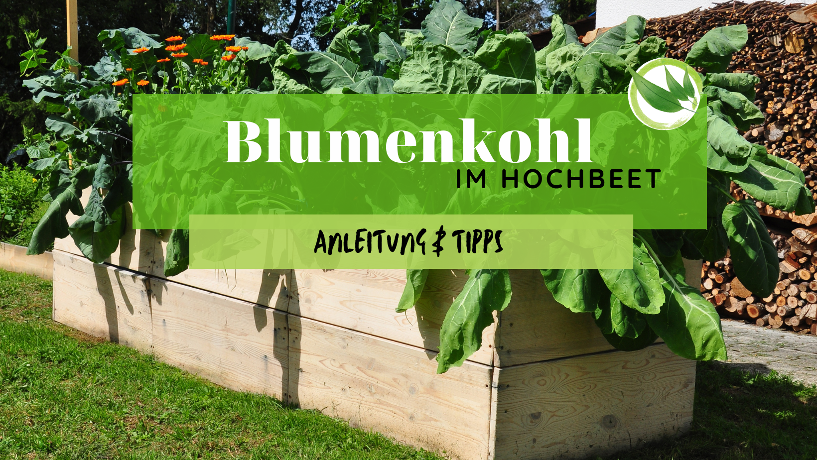 Blumenkohl im Hochbeet – Anleitung & Tipps