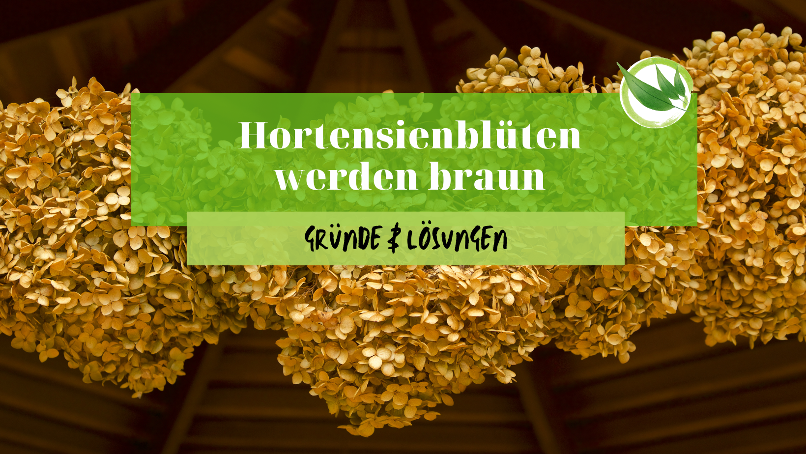 Hortensienblüten werden braun – Gründe & Lösungen