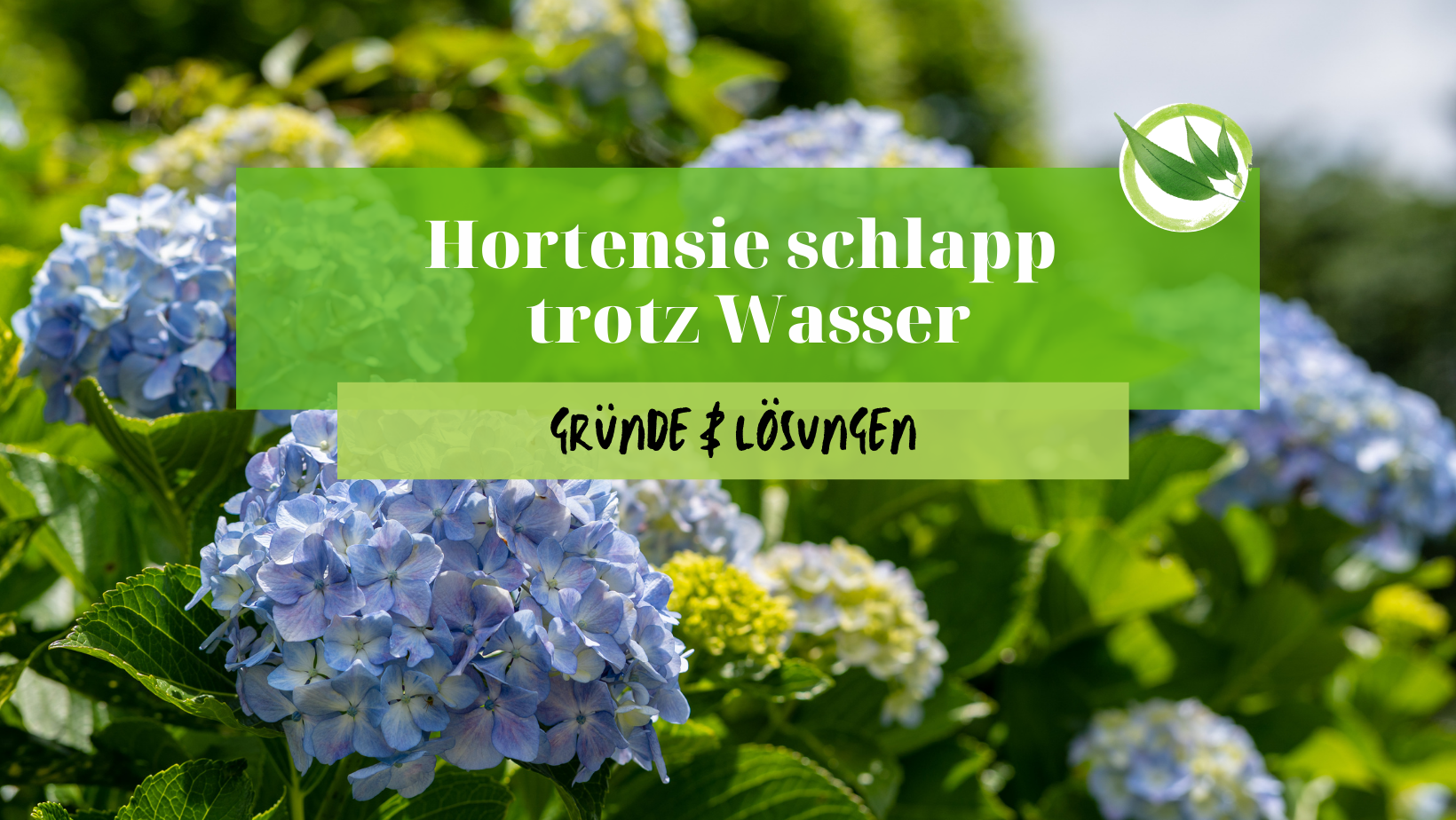 Hortensie schlapp trotz Wasser – 8 Gründe & Lösungen