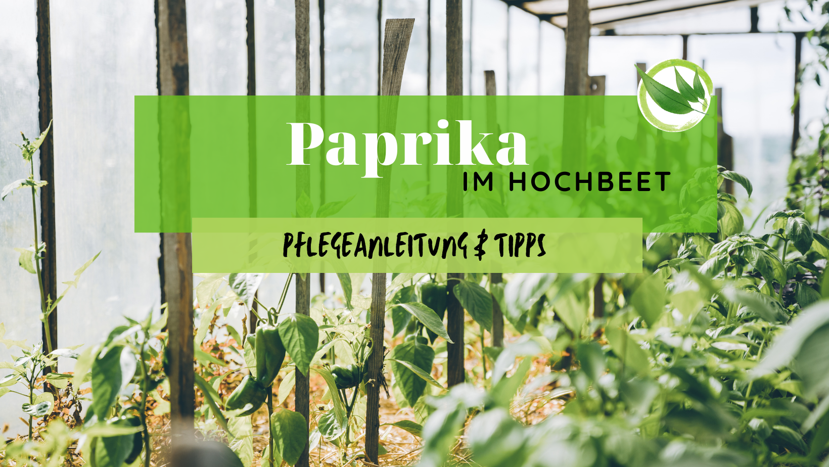 Paprika im Hochbeet – Pflegeanleitung & Tipps