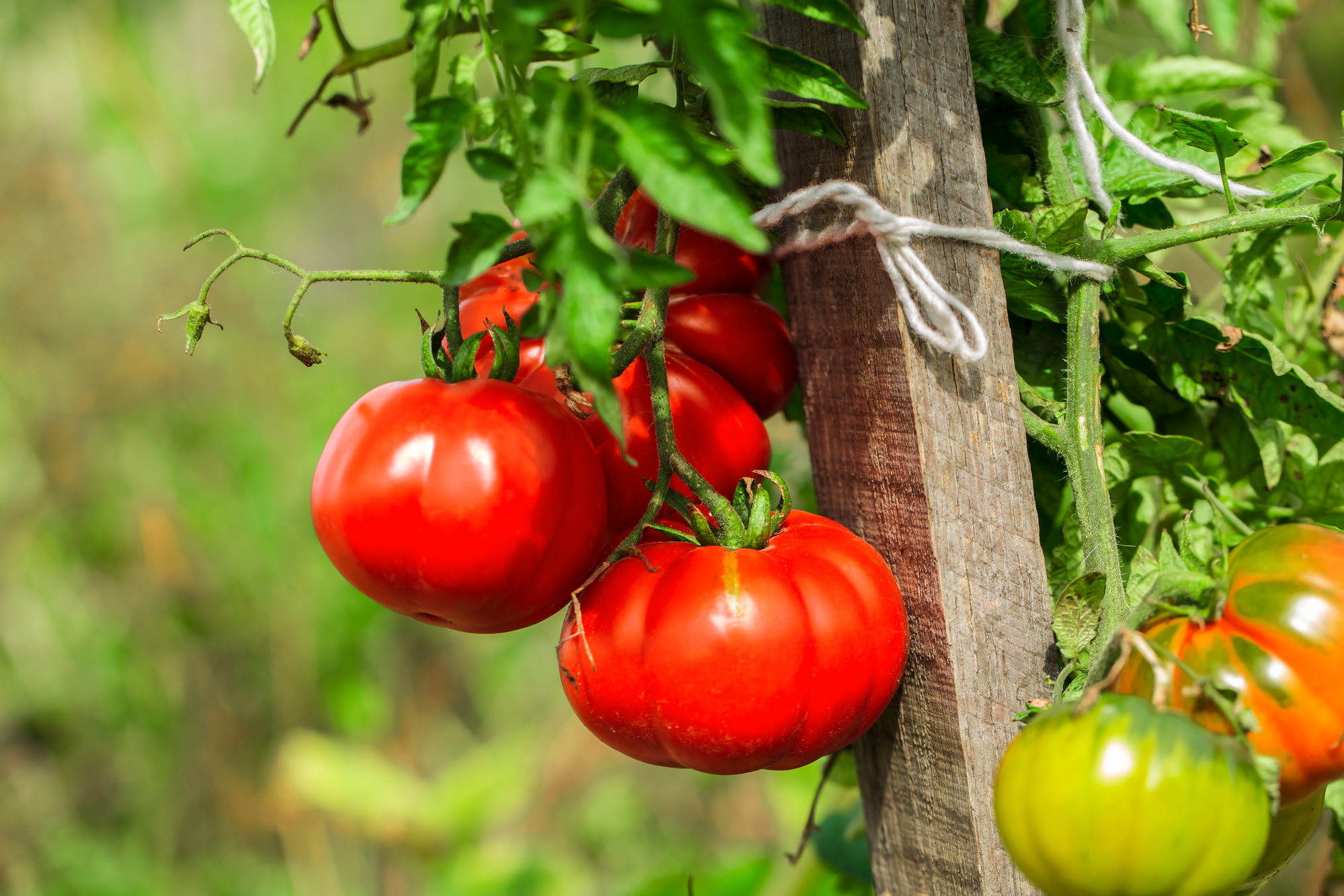 7 natürliche Dünger, die Deine Tomatenpflanzen optimal mit allem versorgen