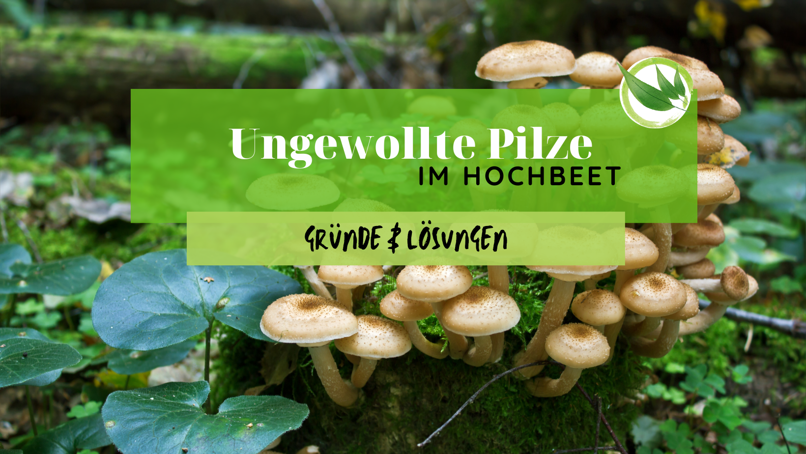 Rosenkohl im Hochbeet – Anleitung & Tipps