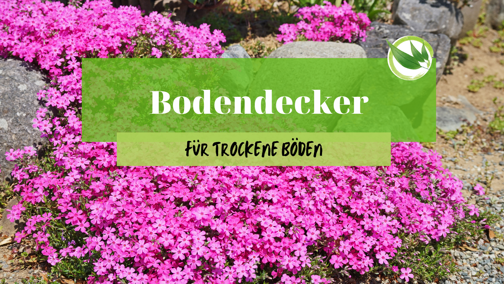 Bodendecker für trockene Böden | Mit Bild