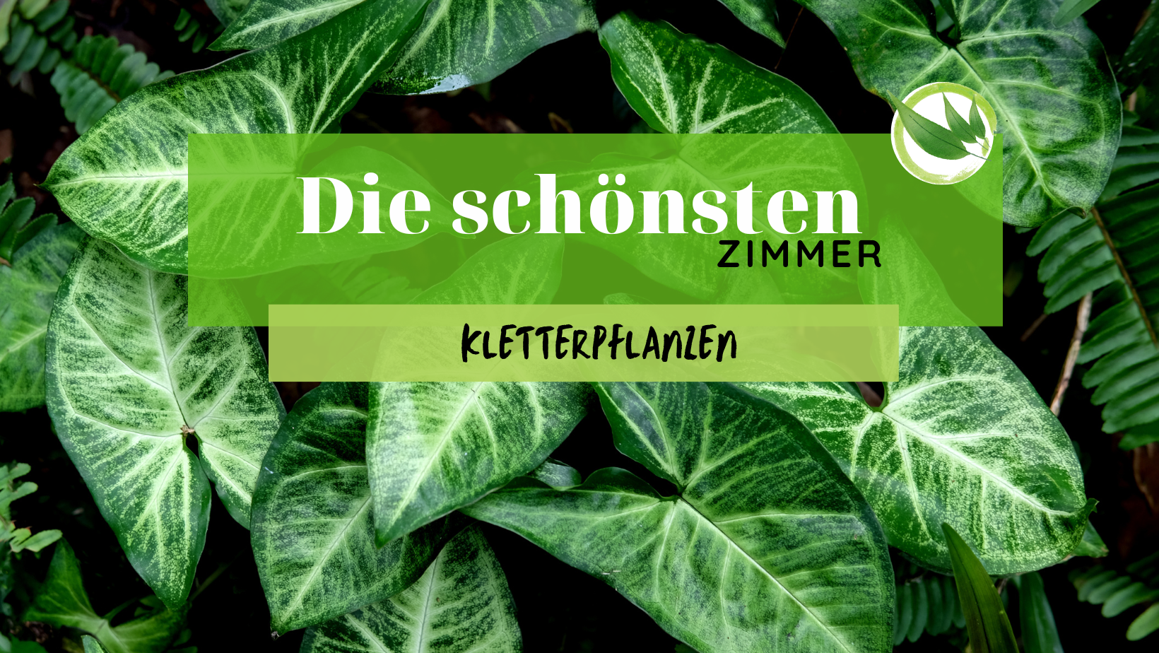 Die schönsten Zimmer Kletterpflanzen