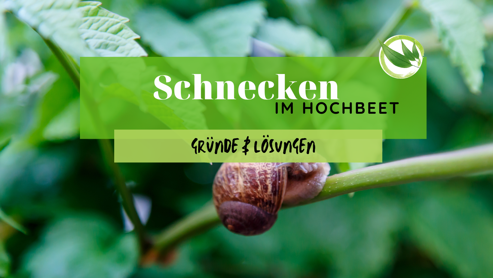 Schnecken im Hochbeet – Gründe & Lösungen