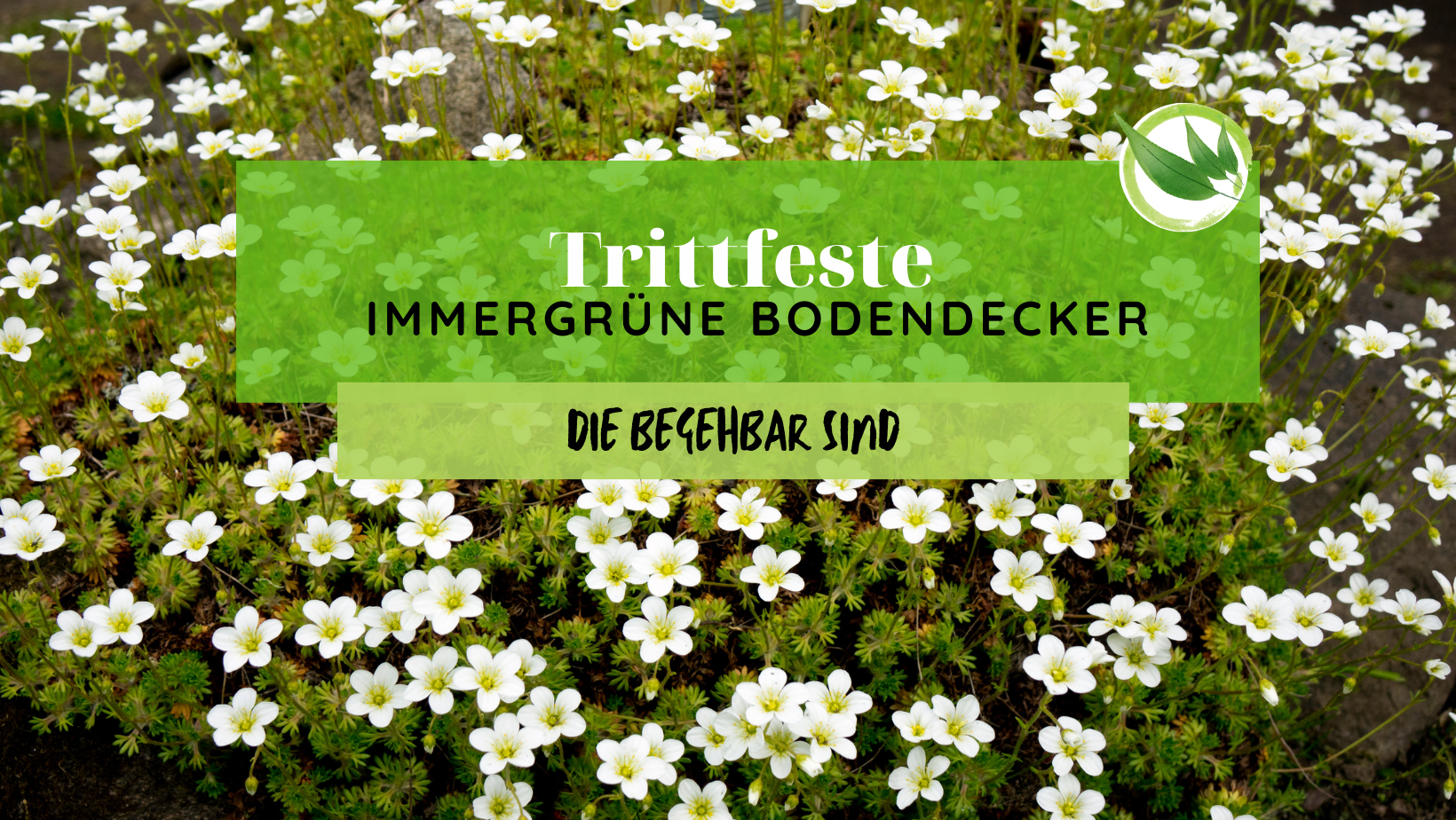18 Trittfeste, immergrüne Bodendecker, die begehbar sind