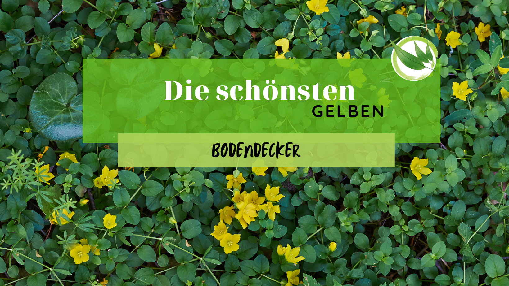 26 schöne gelbe Bodendecker für Deinen Garten