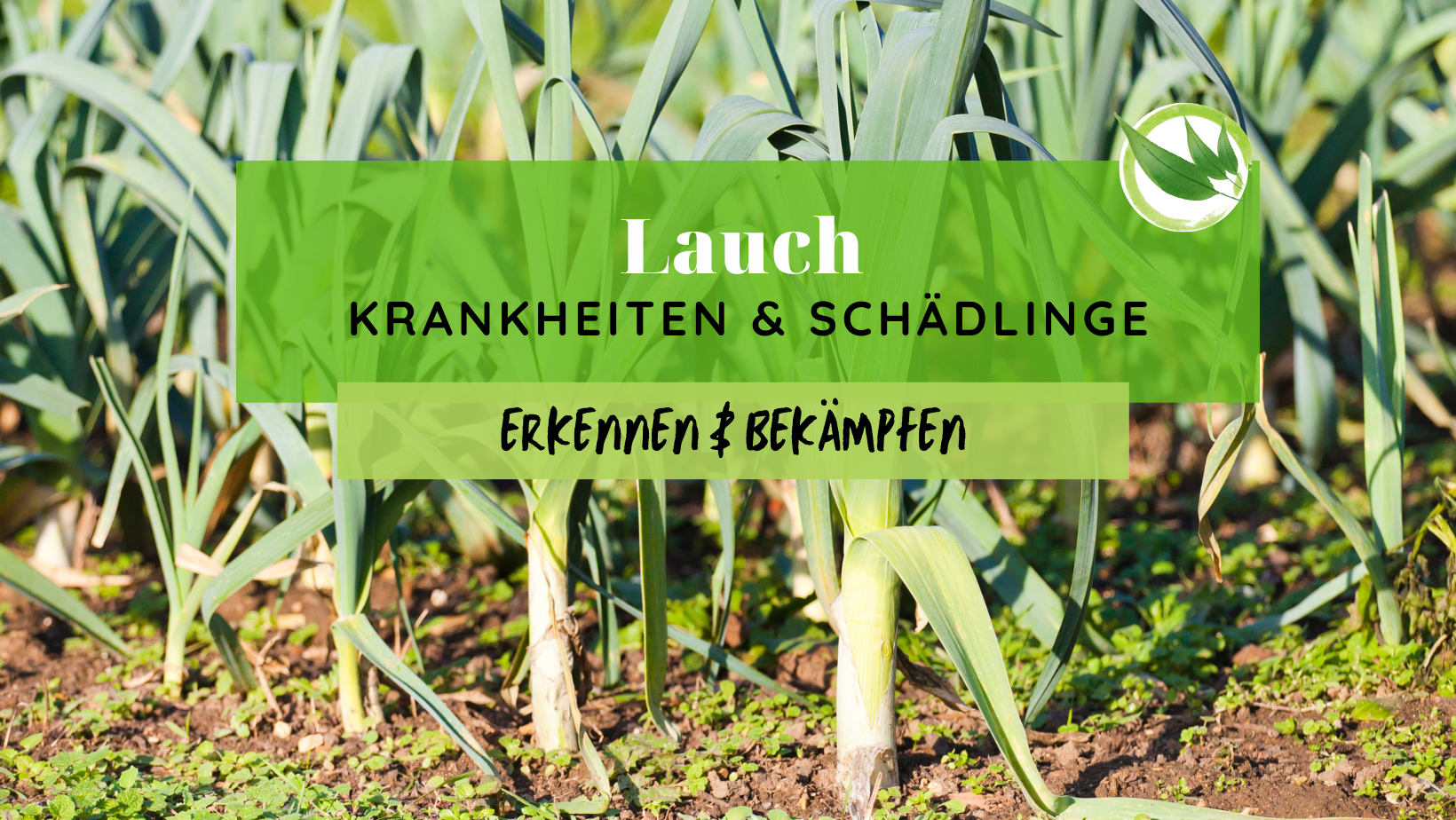 Lauch Krankheiten & Schädlinge erkennen & bekämpfen