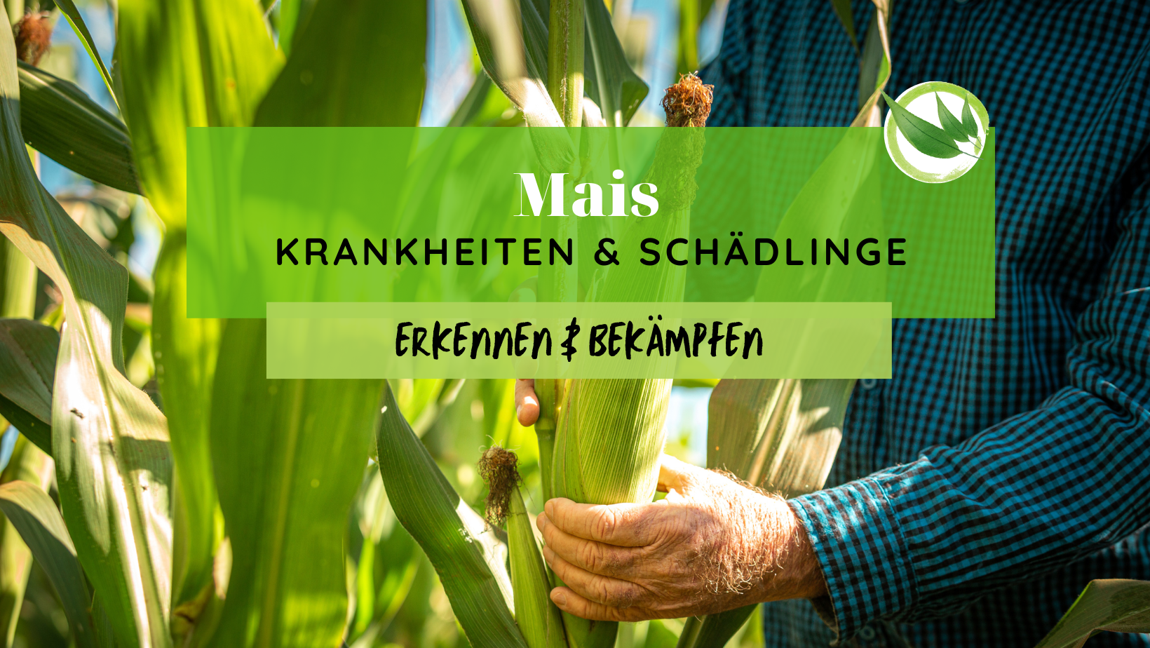 Mais Krankheiten & Schädlinge erkennen & bekämpfen