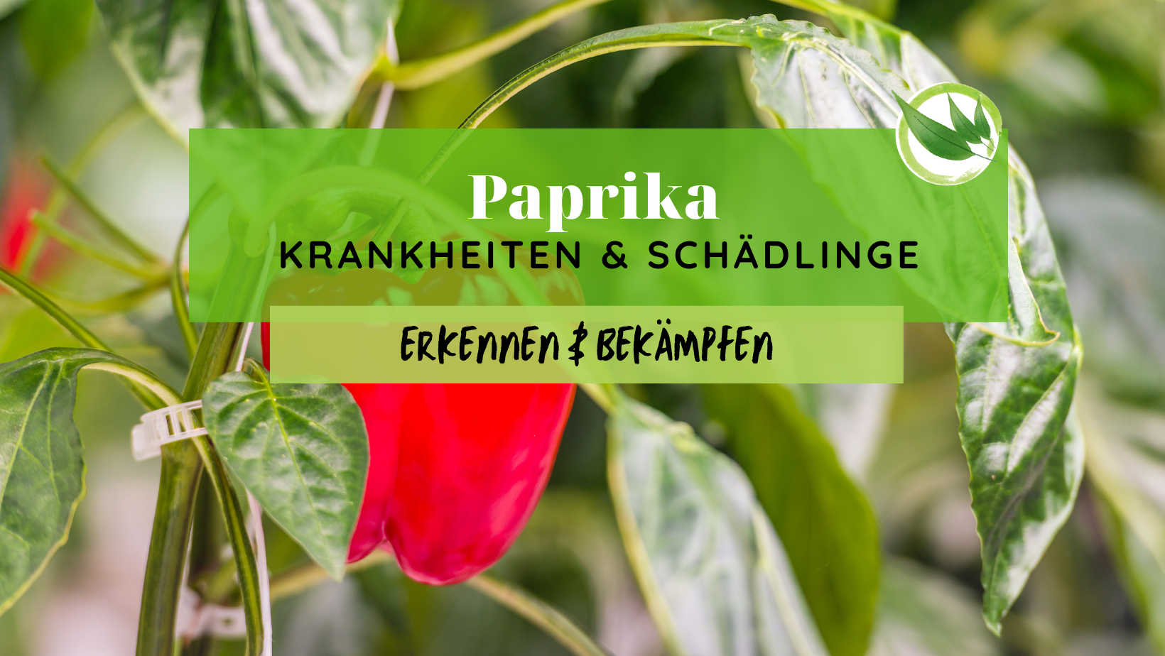 Paprika Krankheiten & Schädlinge erkennen & bekämpfen
