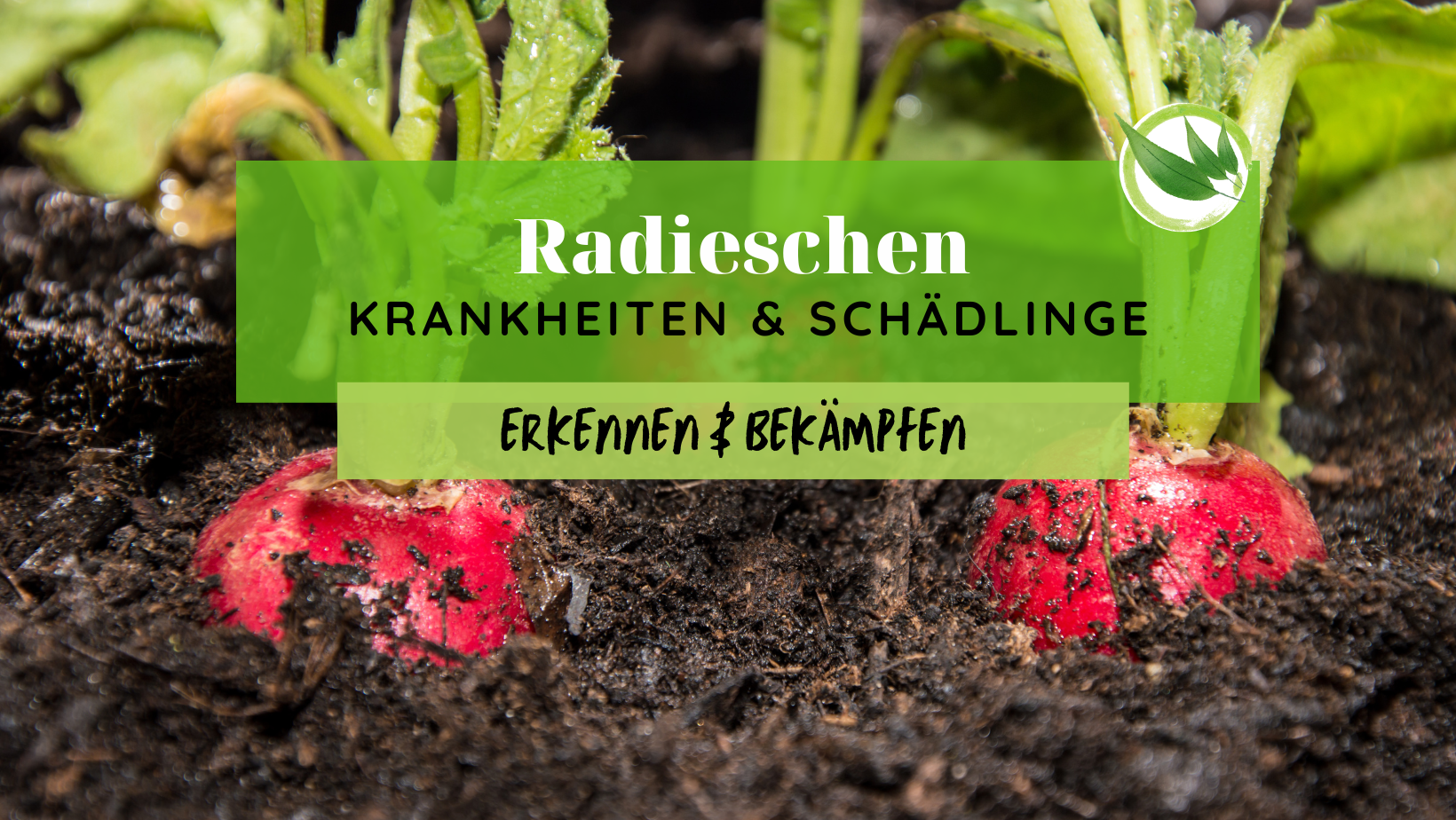Radieschen Krankheiten & Schädlinge erkennen & bekämpfen