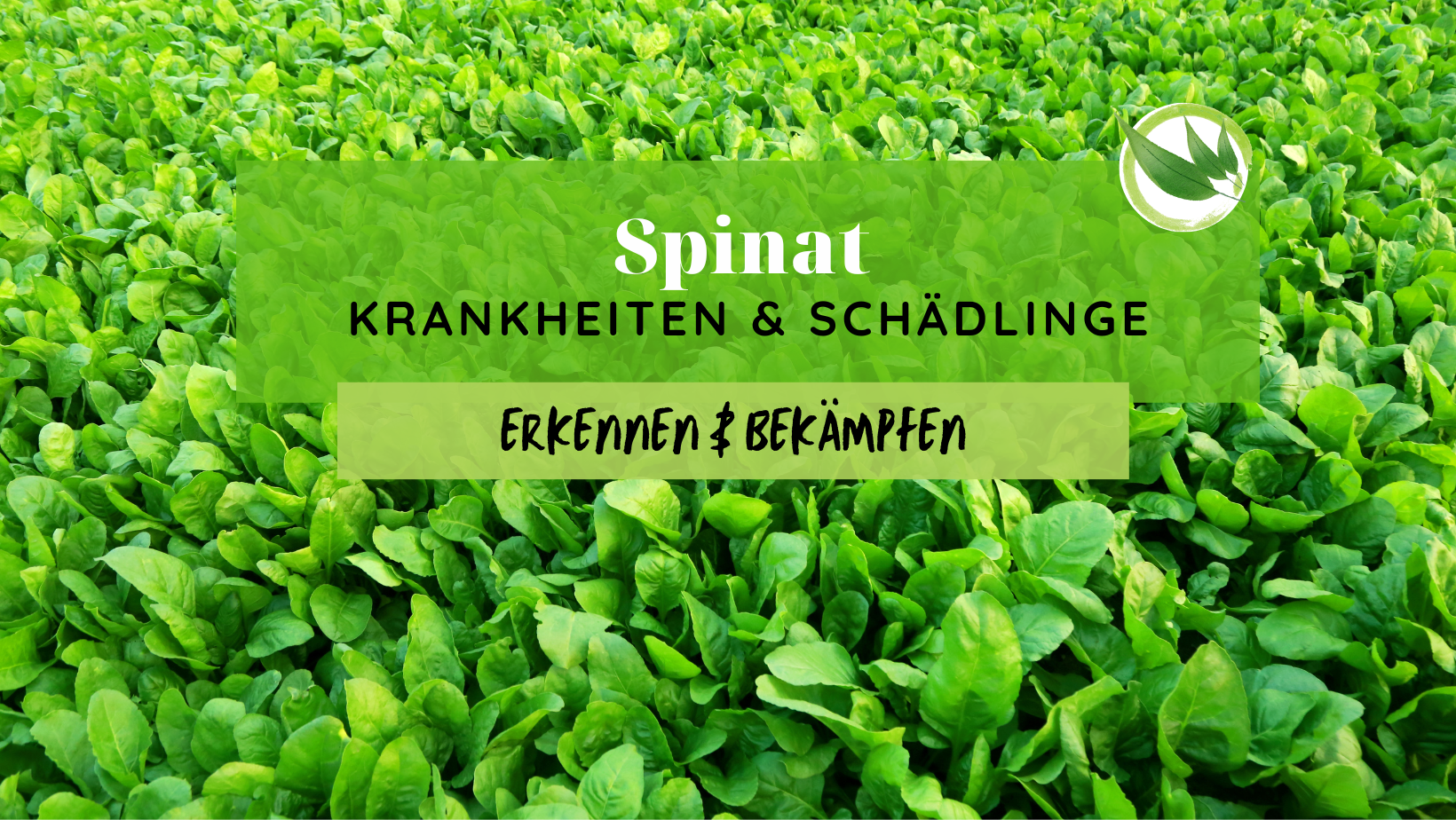 Spinat Krankheiten & Schädlinge erkennen & bekämpfen