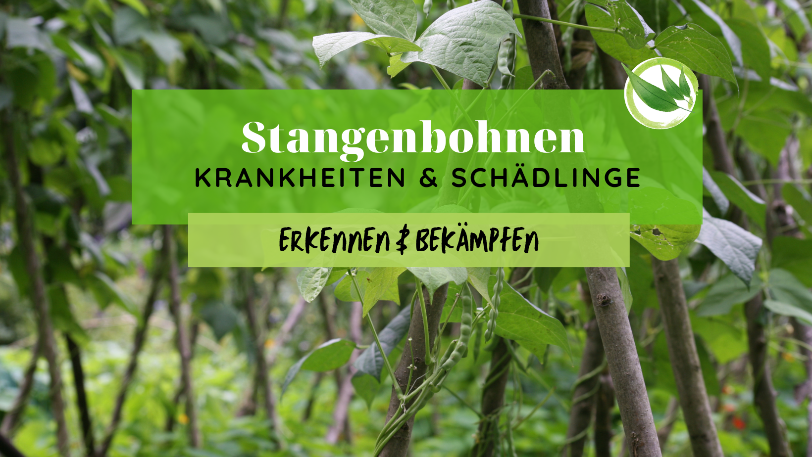 Stangenbohnen Krankheiten & Schädlinge erkennen & bekämpfen