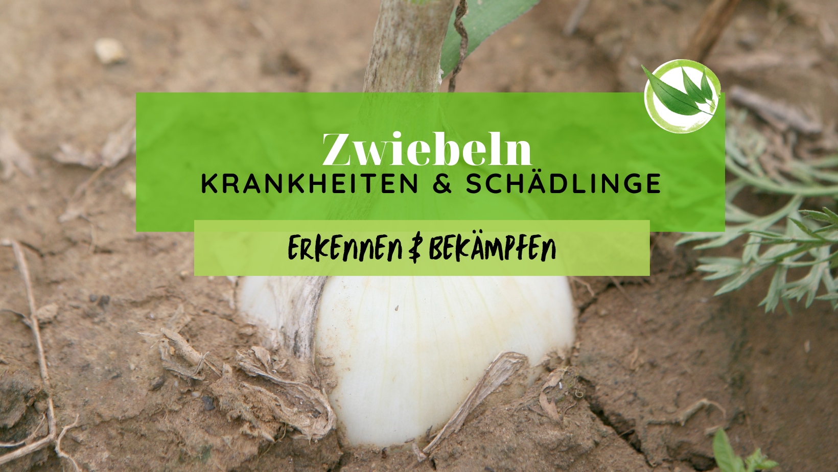 Zwiebeln Krankheiten & Schädlinge erkennen & bekämpfen