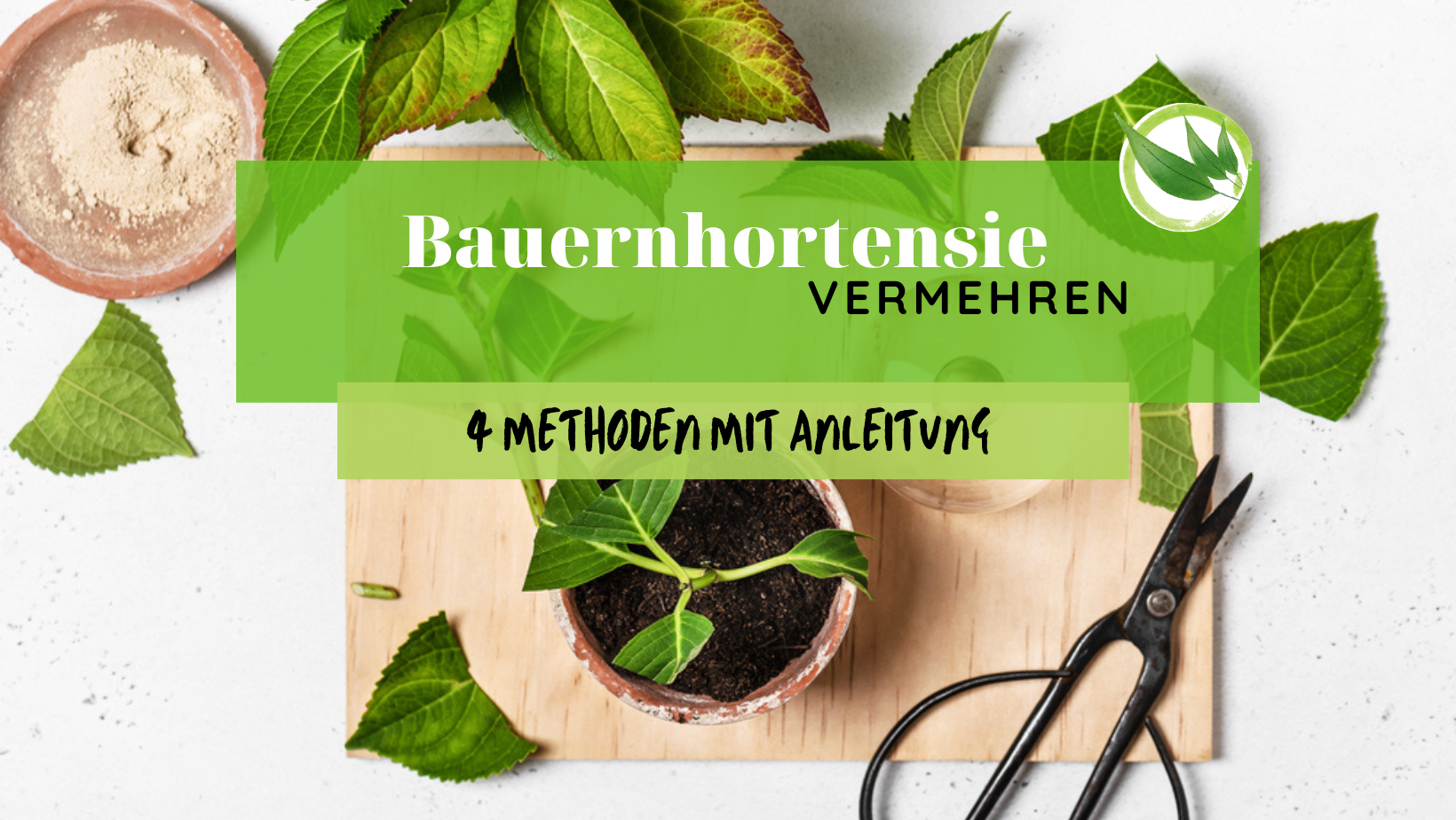Bauernhortensie vermehren – 4 Methoden mit Anleitung