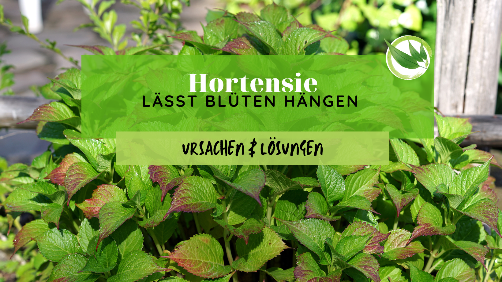 Hortensie lässt Blüten hängen – 6 Ursachen & Lösungen