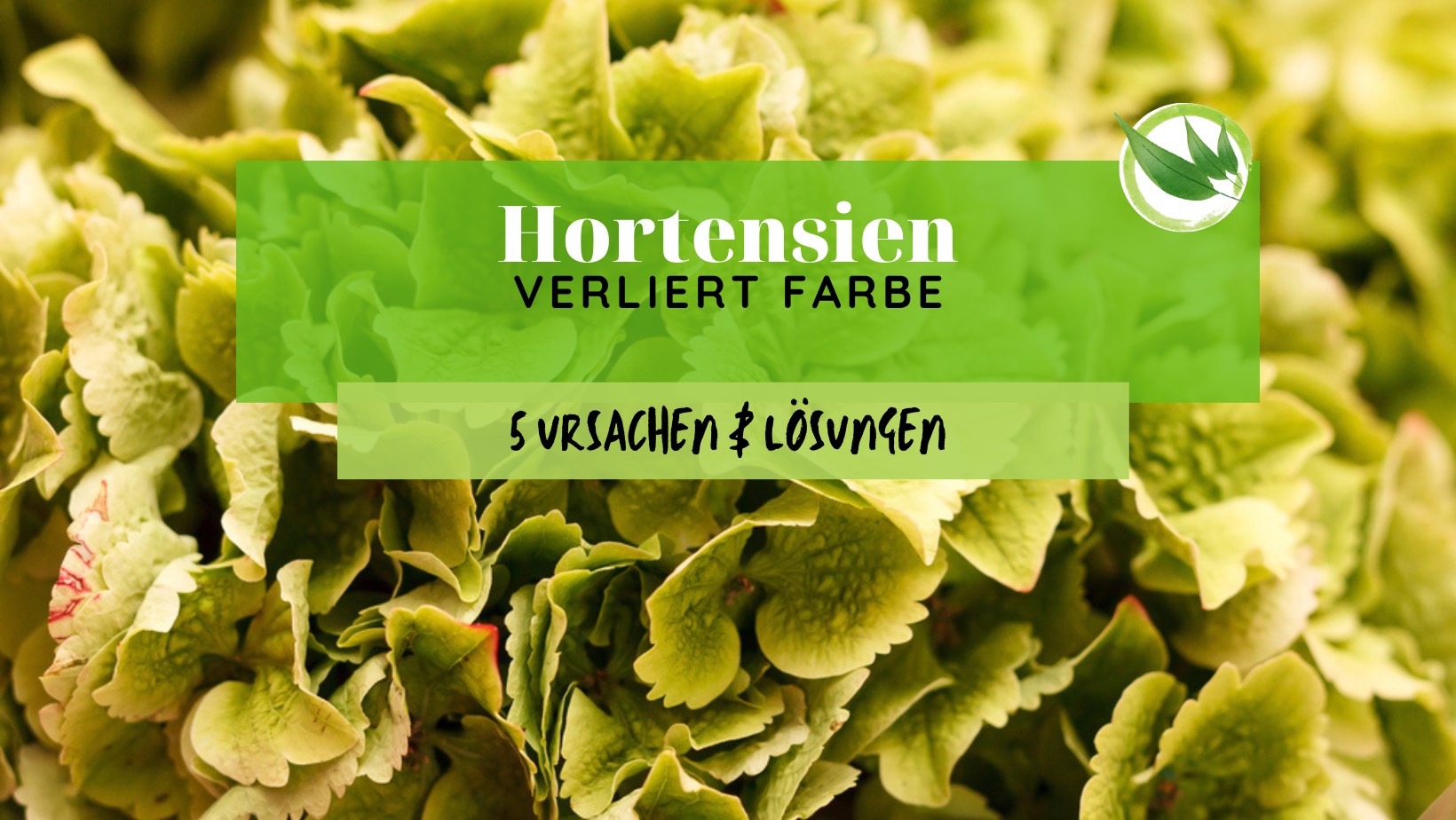 Hortensie verliert Farbe – 5 Ursachen & Lösungen