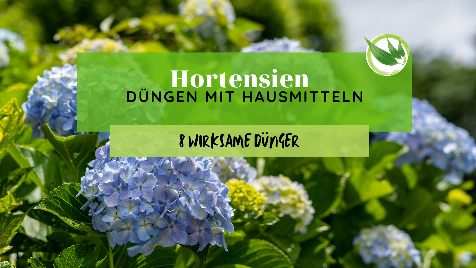 Hortensien düngen mit Hausmitteln – 8 wirksame Dünger