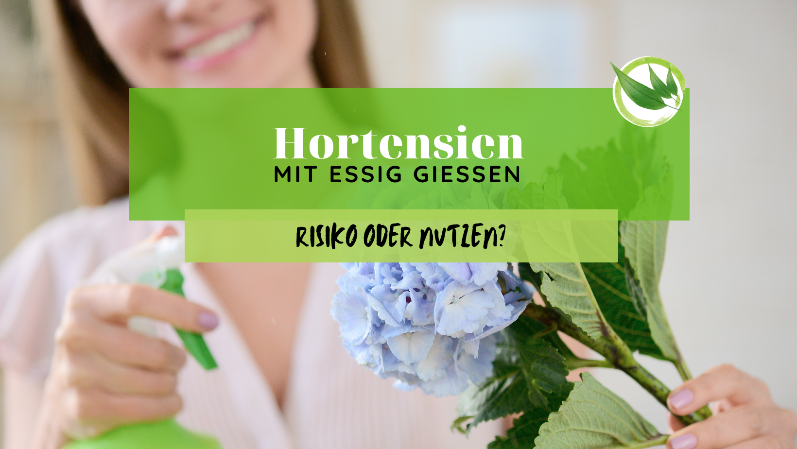 Hortensien mit Essig gießen – Risiko oder Nutzen?
