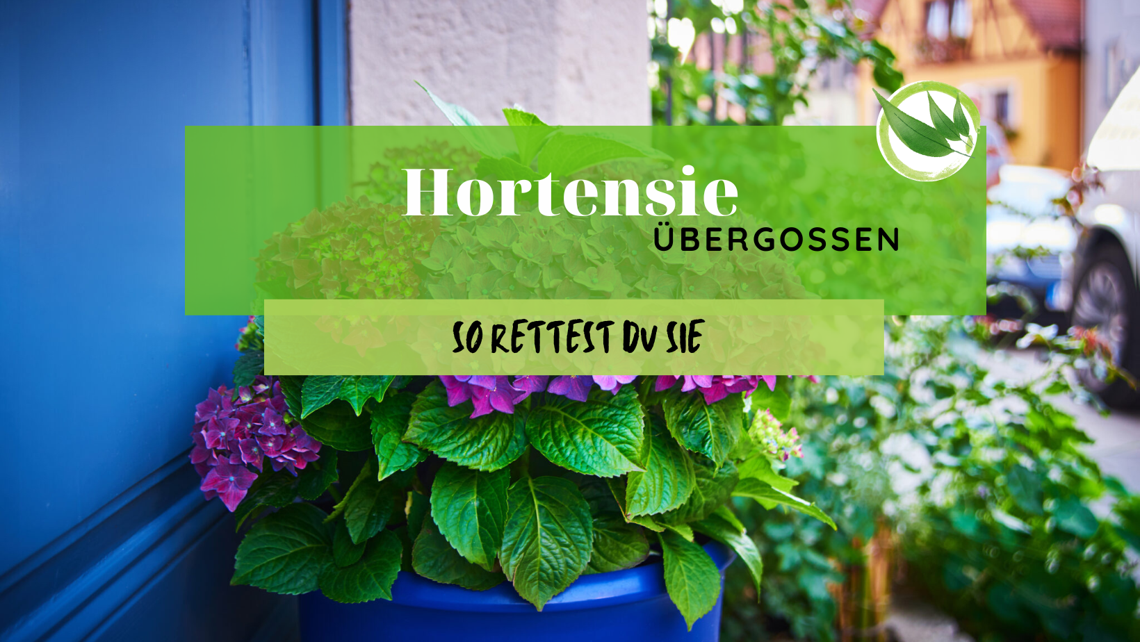Hortensie übergossen – So rettest Du sie