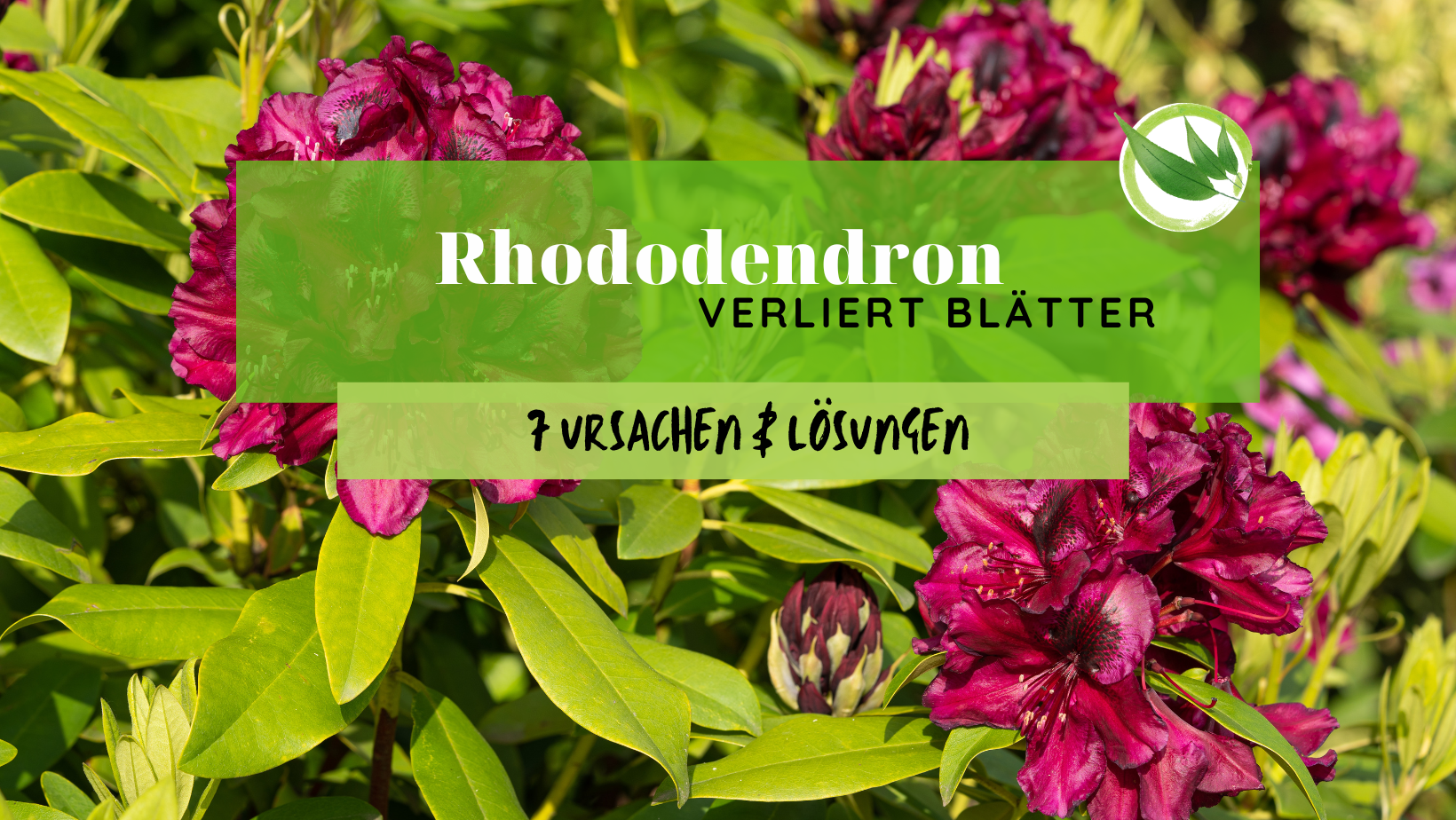 Rhododendron verliert Blätter – 7 Ursachen & Lösungen