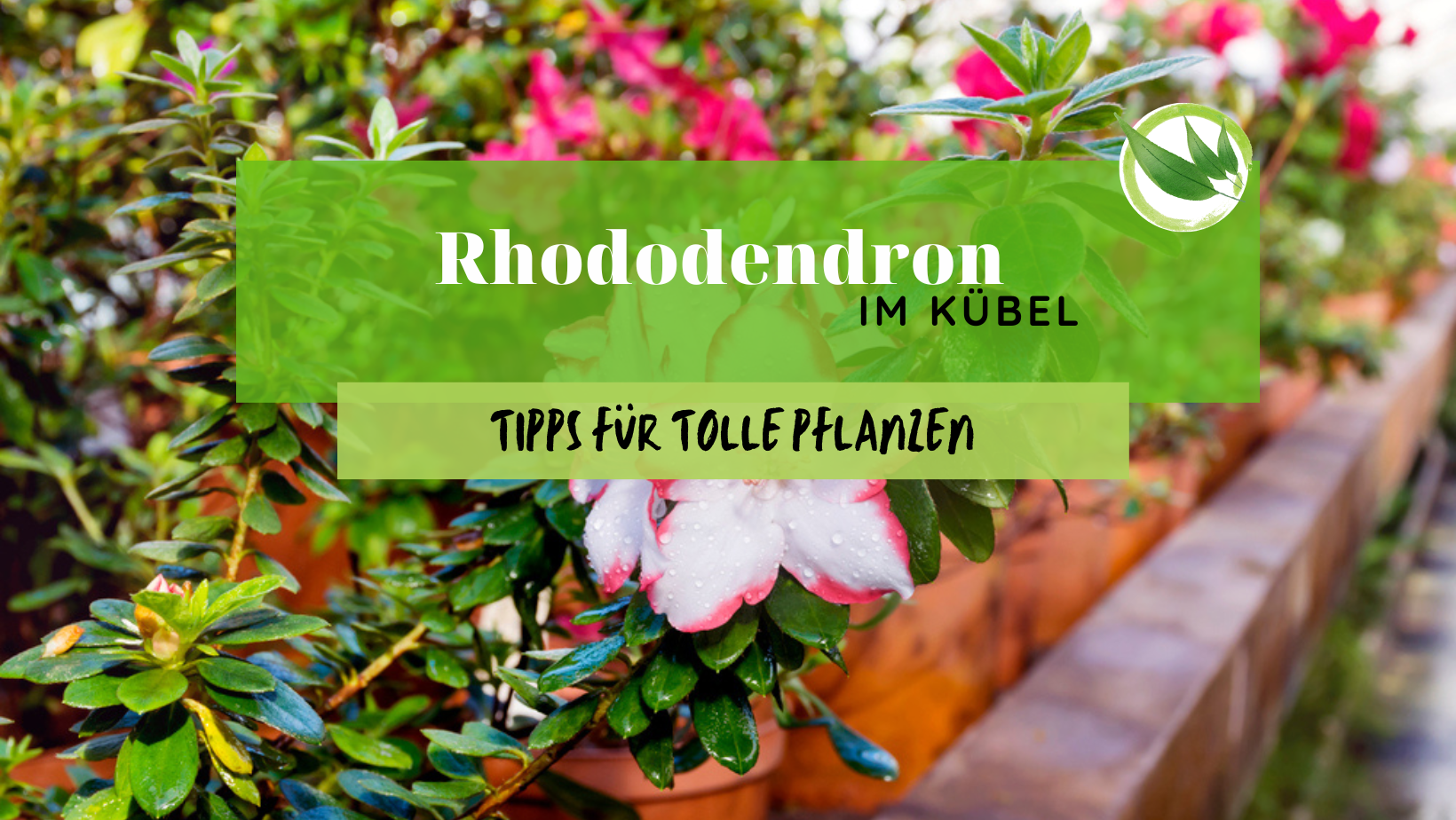 Rhododendron im Kübel – Tipps für tolle Pflanzen