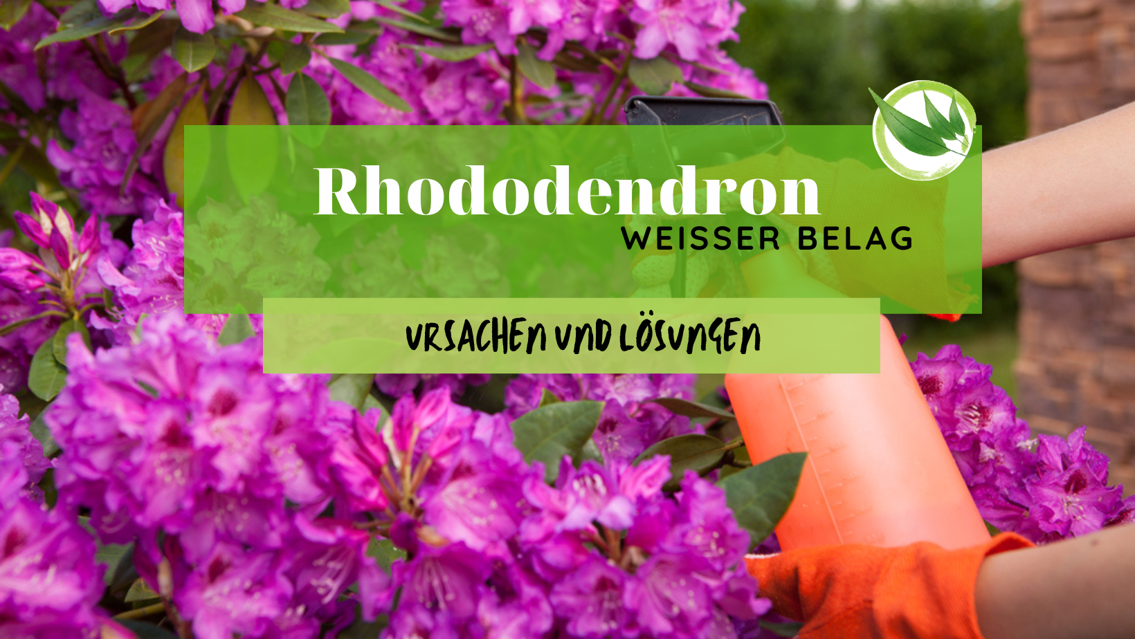 Rhododendron weißer Belag – Ursachen und Lösungen