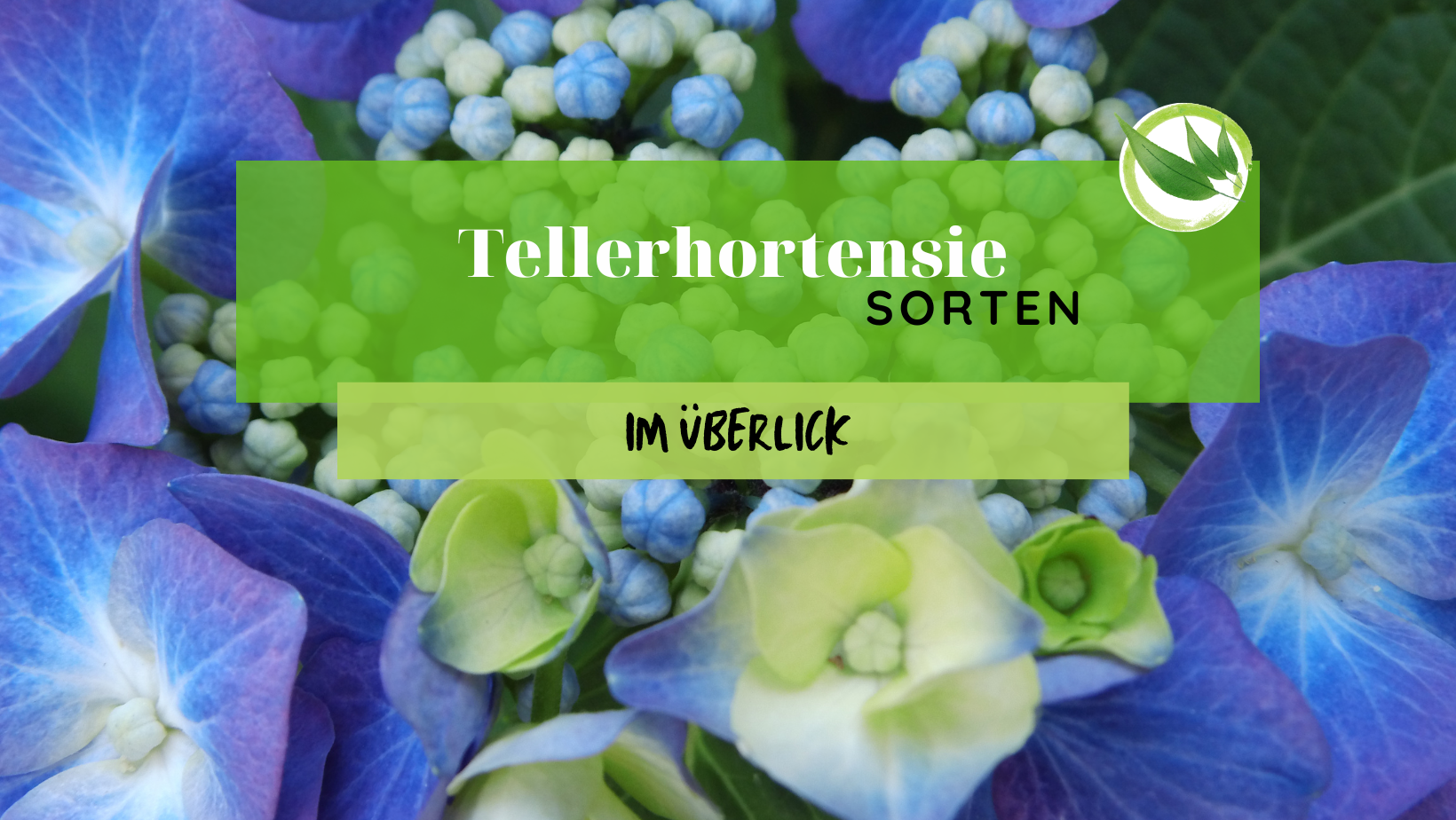 Tellerhortensien: Die schönsten Sorten im praktischen Überblick