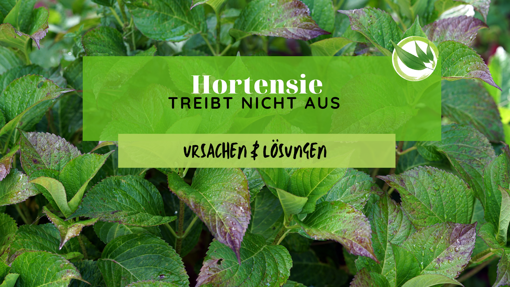 Hortensie treibt nicht aus – Ursachen & Lösungen
