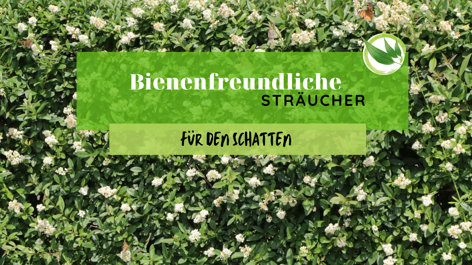 23 bienenfreundliche Sträucher, die sogar im Schatten wachsen