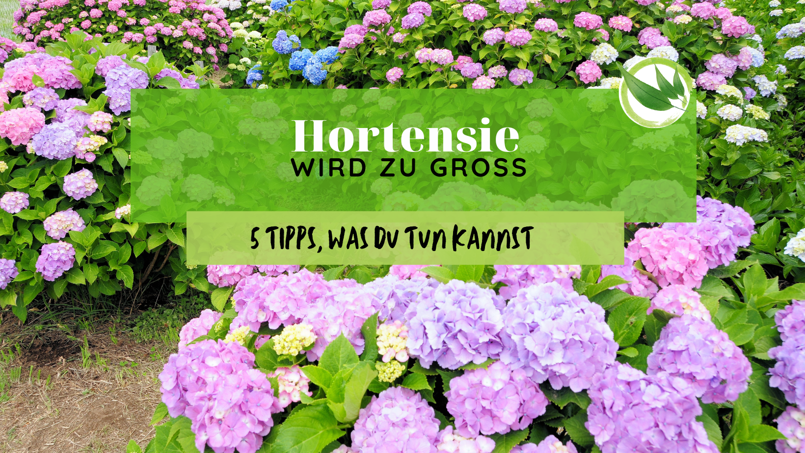 Hortensie wird zu groß – 5 Tipps, was Du tun kannst