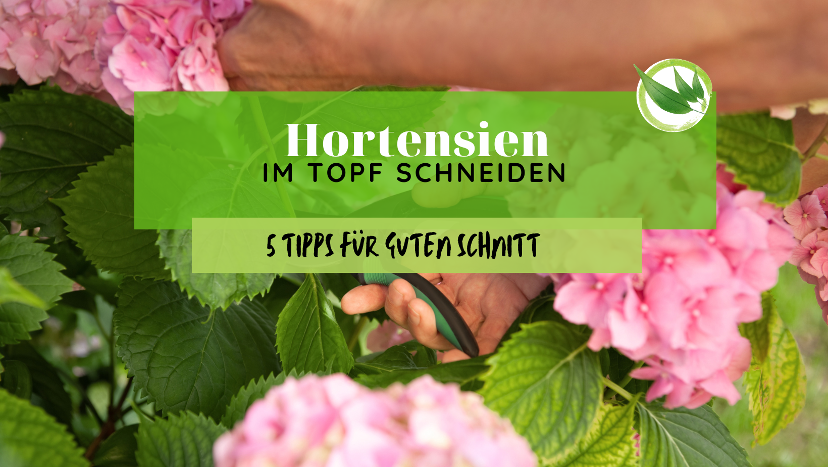Hortensien im Topf schneiden – 5 Tipps für guten Schnitt