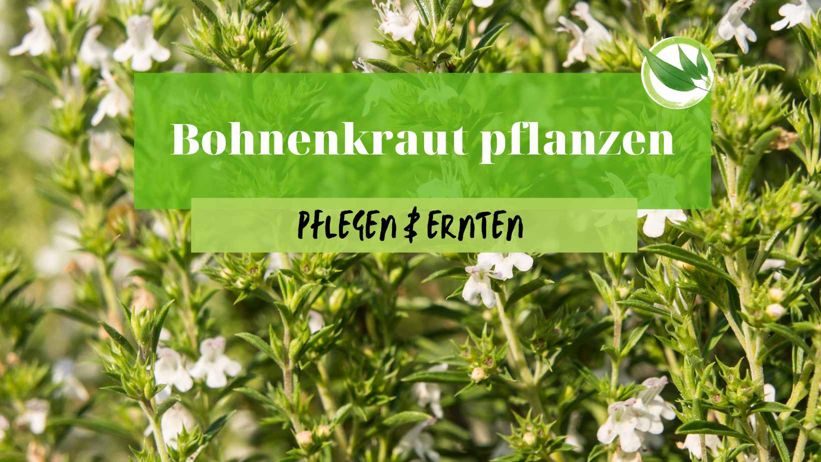 Bohnenkraut pflanzen, pflegen & ernten
