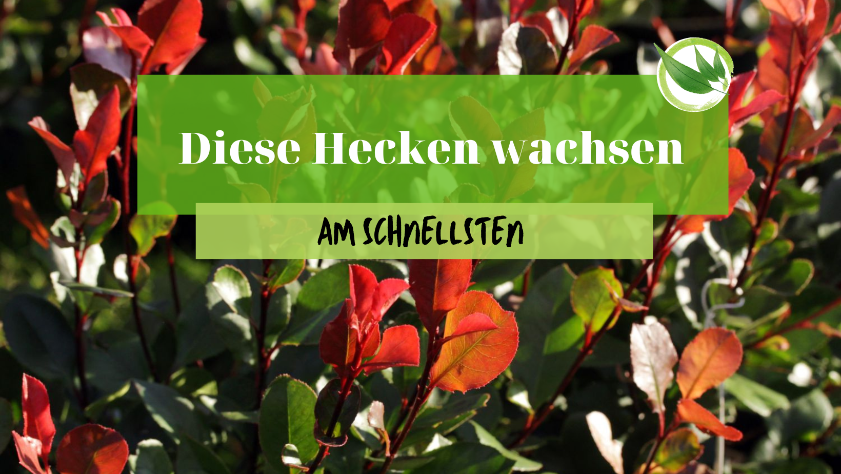 Diese Hecken wachsen am schnellsten | Mit Bild