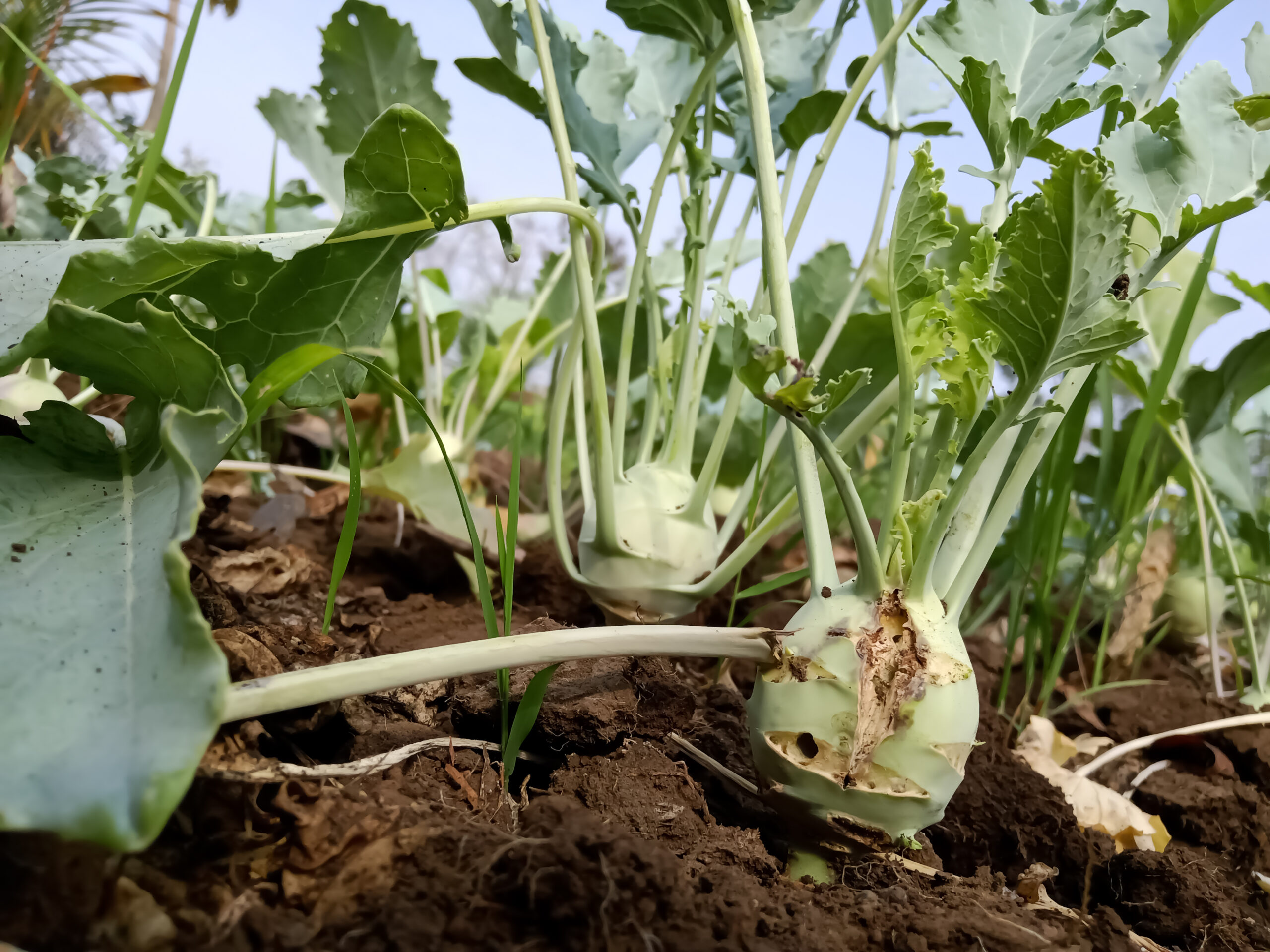 Deshalb hast Du Löcher im Kohlrabi und das kannst Du tun