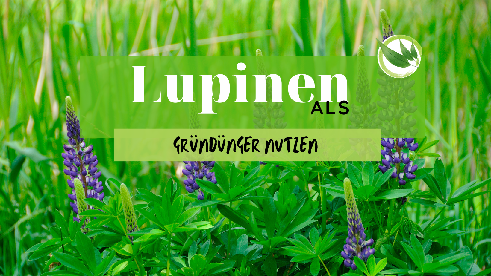 Lupinen als Gründünger nutzen