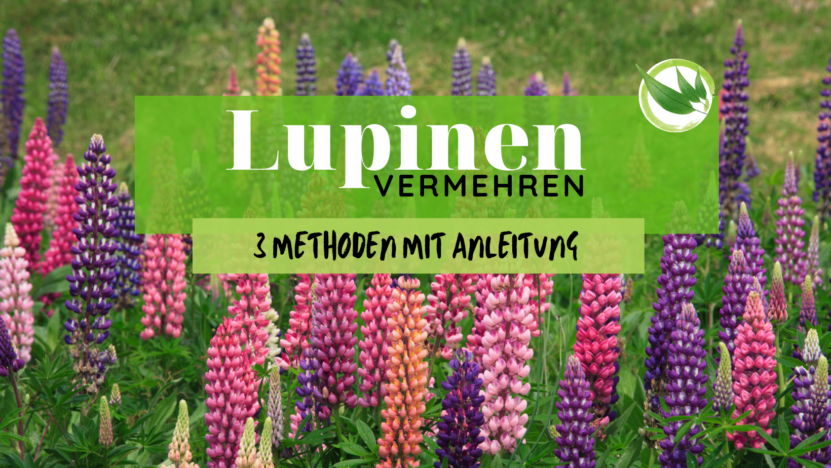 Lupinen vermehren – 3 Methoden mit Anleitung