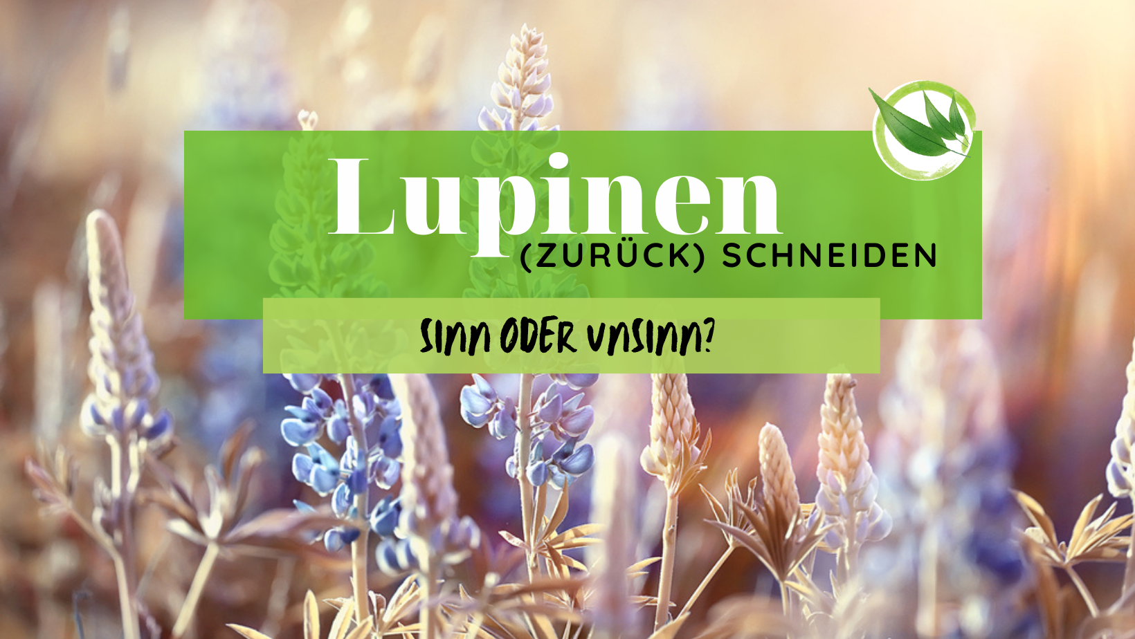 Lupinen (zurück)schneiden | Sinn oder Unsinn?