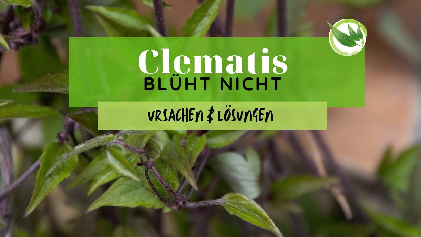Clematis blüht nicht – Ursachen & Lösungen
