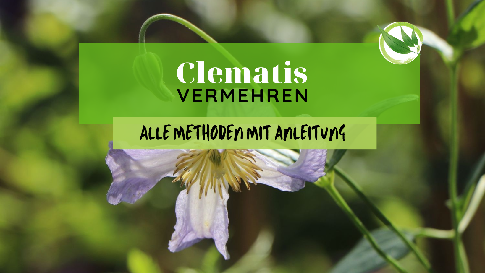 Clematis vermehren – Alle Methoden mit Anleitung
