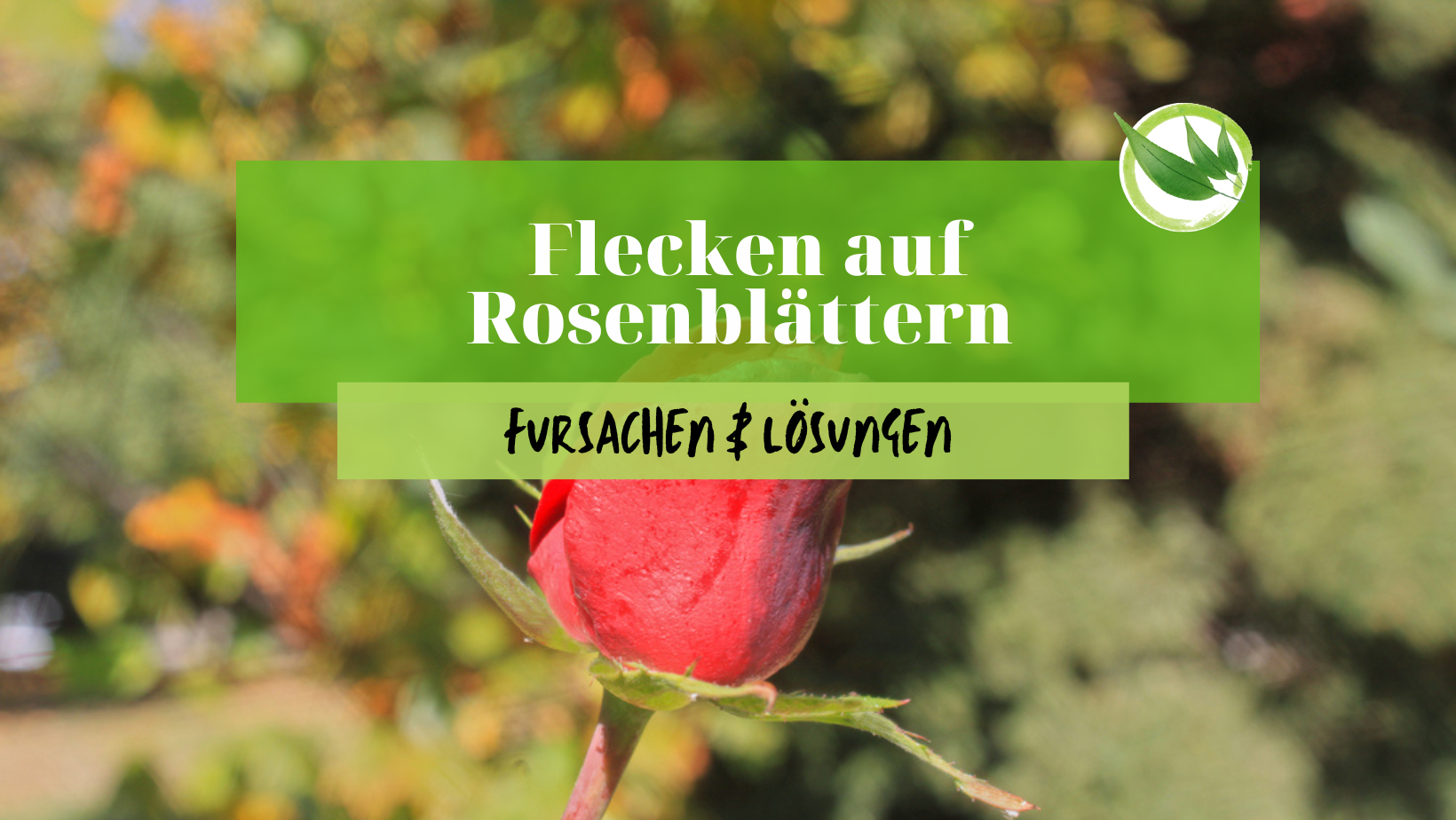 Flecken auf Rosenblättern – Ursachen & Lösungen