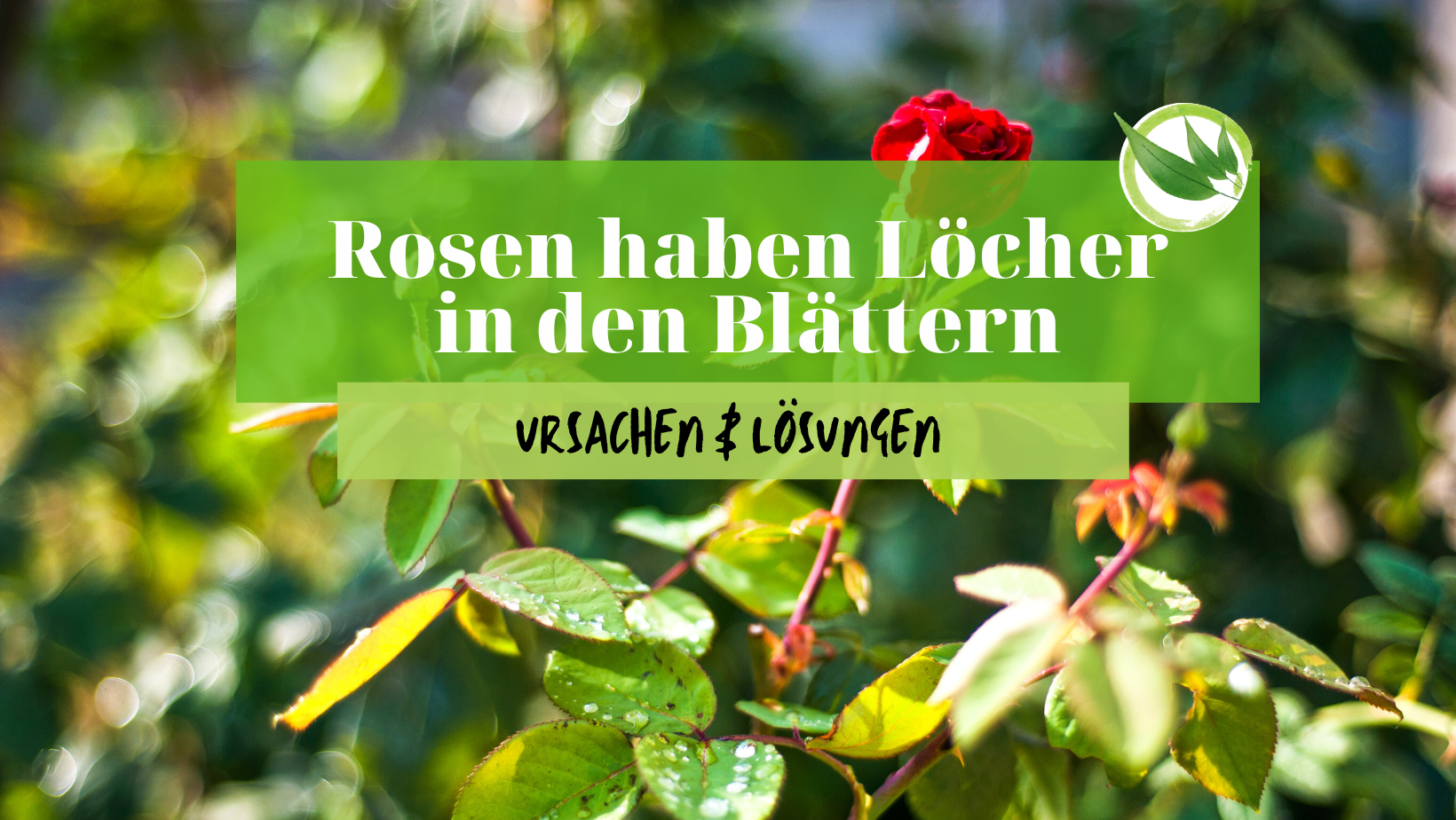 Rosen haben Löcher in den Blättern – Ursachen & Lösungen