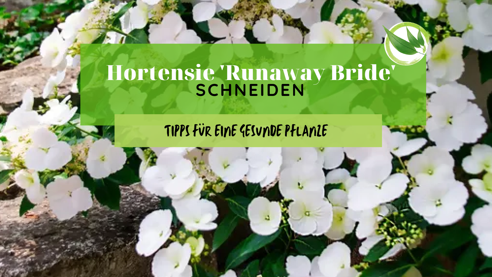 Hortensie ‚Runaway Bride‘ schneiden: Tipps für eine gesunde Pflanze